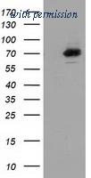 OriGene TA502025AM image 1