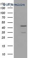 OriGene TA502027BM image 1
