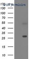 OriGene TA502029AM image 1