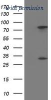OriGene TA502033BM image 1
