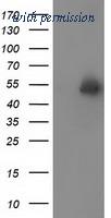 OriGene TA502040BM image 1