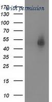 OriGene TA502042BM image 1
