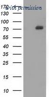 OriGene TA502050AM image 1