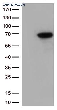 OriGene TA502056AM image 1