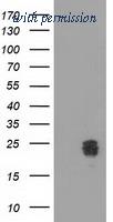 OriGene TA502065BM image 1
