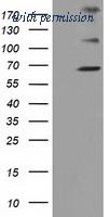 OriGene TA502066BM image 1