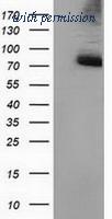 OriGene TA502069BM image 1