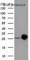 OriGene TA502075AM image 1