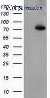 OriGene TA502076BM image 1