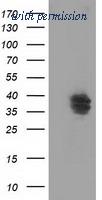 OriGene TA502108AM image 1