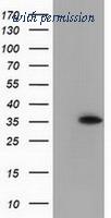 OriGene TA502112BM image 1