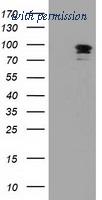 OriGene TA502119AM image 1