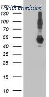 OriGene TA502126AM image 1