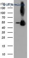 OriGene TA502127AM image 1