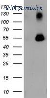 OriGene TA502128AM image 1