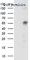 OriGene TA502129AM image 1