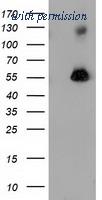 OriGene TA502130AM image 1