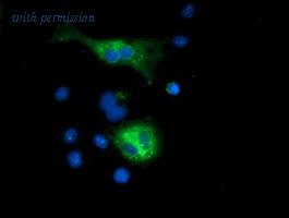 OriGene TA502131BM image 1
