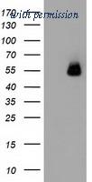 OriGene TA502132AM image 1