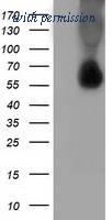 OriGene TA502133BM image 1