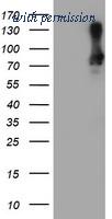OriGene TA502157AM image 1