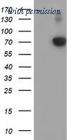 OriGene TA502170AM image 1