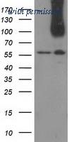 OriGene TA502171AM image 1