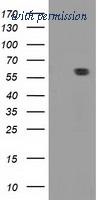 OriGene TA502183AM image 1