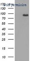 OriGene TA502188AM image 1