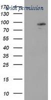 OriGene TA502189BM image 1