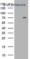 OriGene TA502192AM image 1
