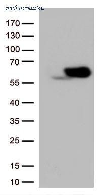 OriGene TA502199BM image 1