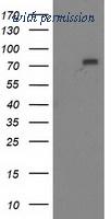 OriGene TA502201AM image 1