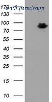 OriGene TA502202BM image 1