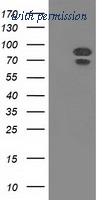 OriGene TA502203AM image 1