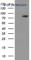 OriGene TA502218BM image 1