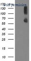 OriGene TA502232BM image 1