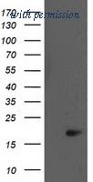 OriGene TA502234BM image 1
