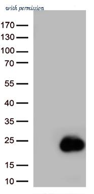OriGene TA502235BM image 1