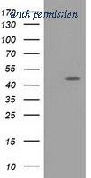 OriGene TA502257AM image 1