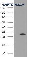 OriGene TA502263AM image 1