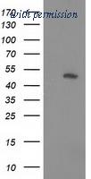 OriGene TA502271BM image 1