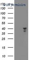 OriGene TA502273AM image 1