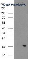 OriGene TA502279AM image 1