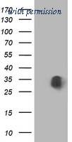 OriGene TA502280AM image 1