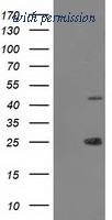 OriGene TA502281AM image 1