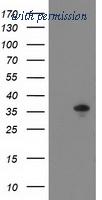 OriGene TA502290AM image 1