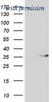 OriGene TA502292AM image 1
