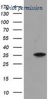 OriGene TA502296AM image 1