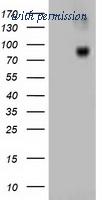 OriGene TA502299AM image 1
